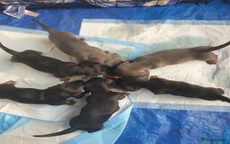 Dachshund dogs for sale: Sausage dog puppies - Image 6