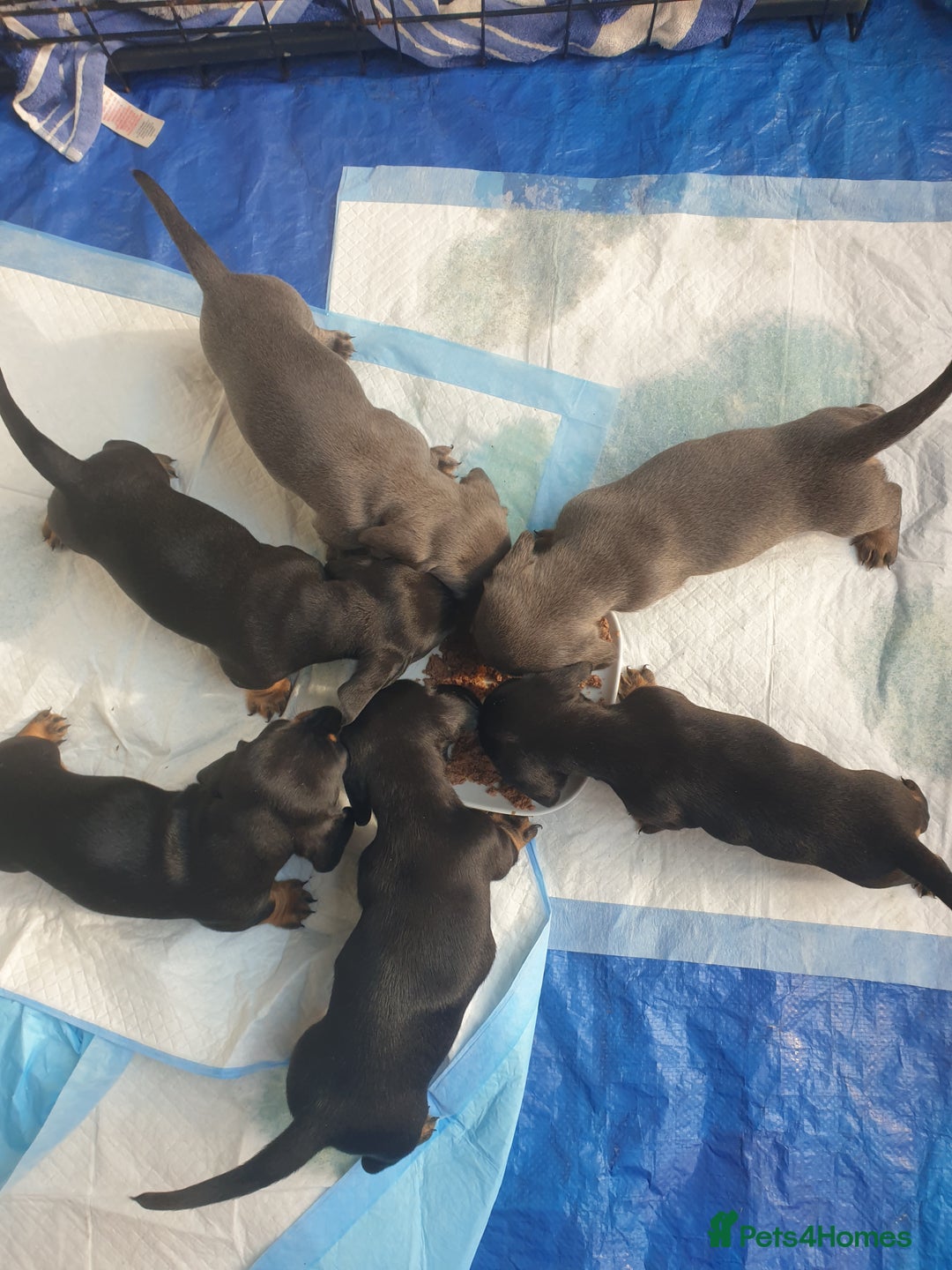 Dachshund dogs for sale: Sausage dog puppies - Image 6