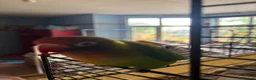 Lovebirds birds for sale: Lovely young birds for sale - Advert 7