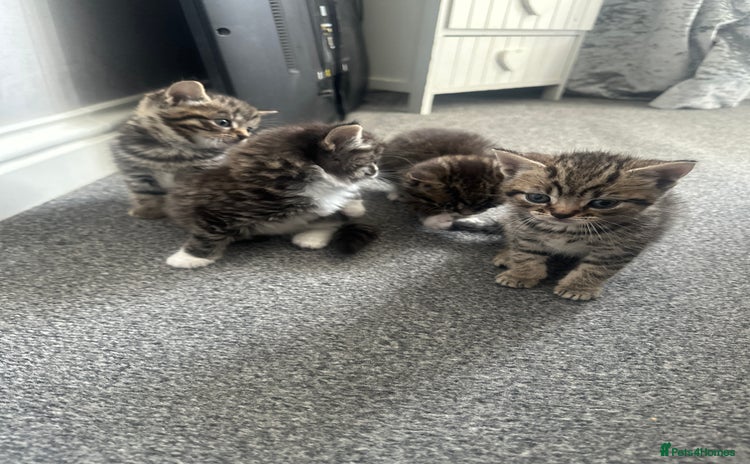 Mixed Breed cats - Advert 8