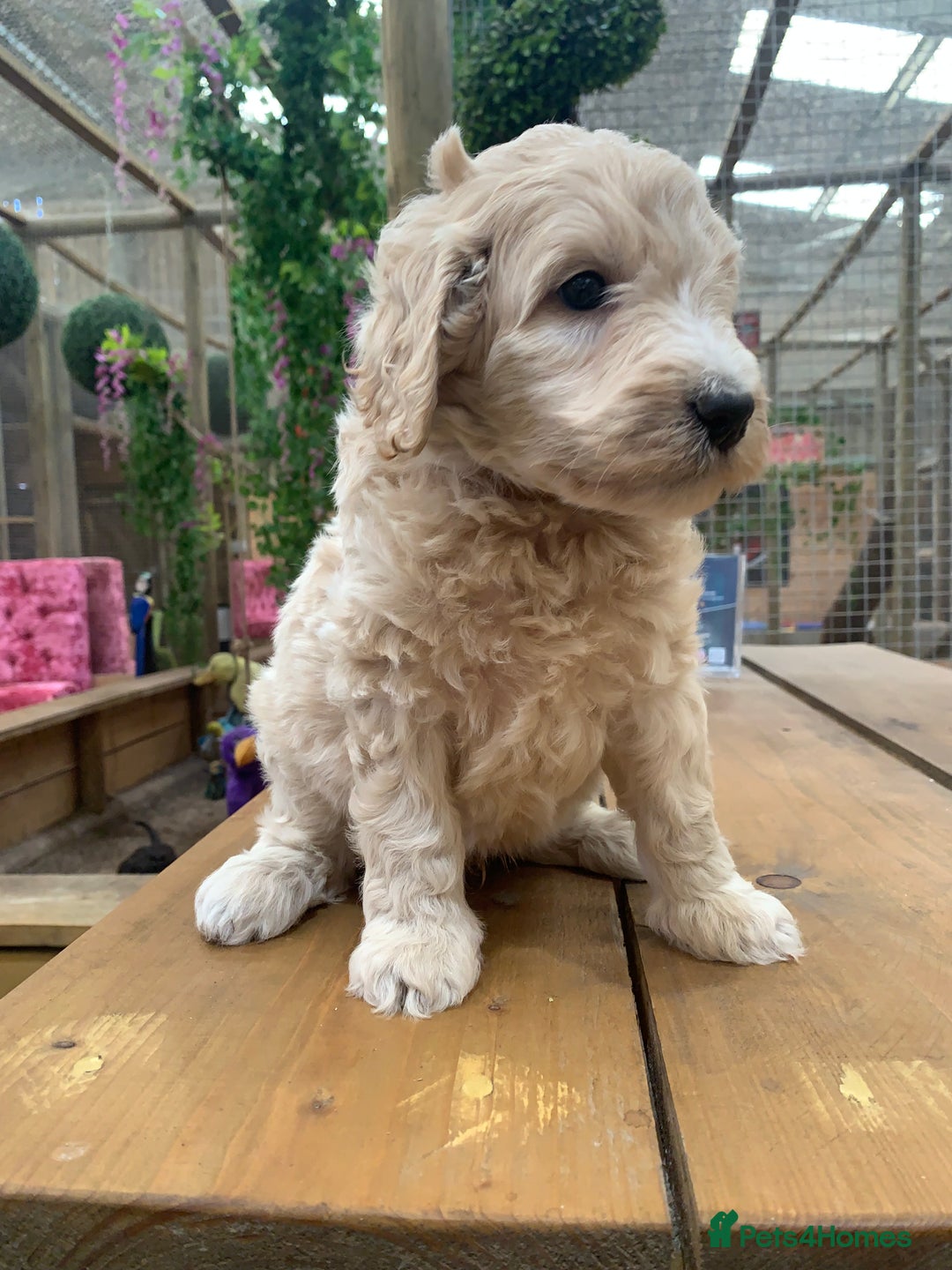 Bernedoodle dogs for sale: Medium Size Bernedoodle F1 puppies.  - Image 3