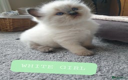Ragdoll cats for sale: 5 fully seal point ragdoll kittens  - Image 2