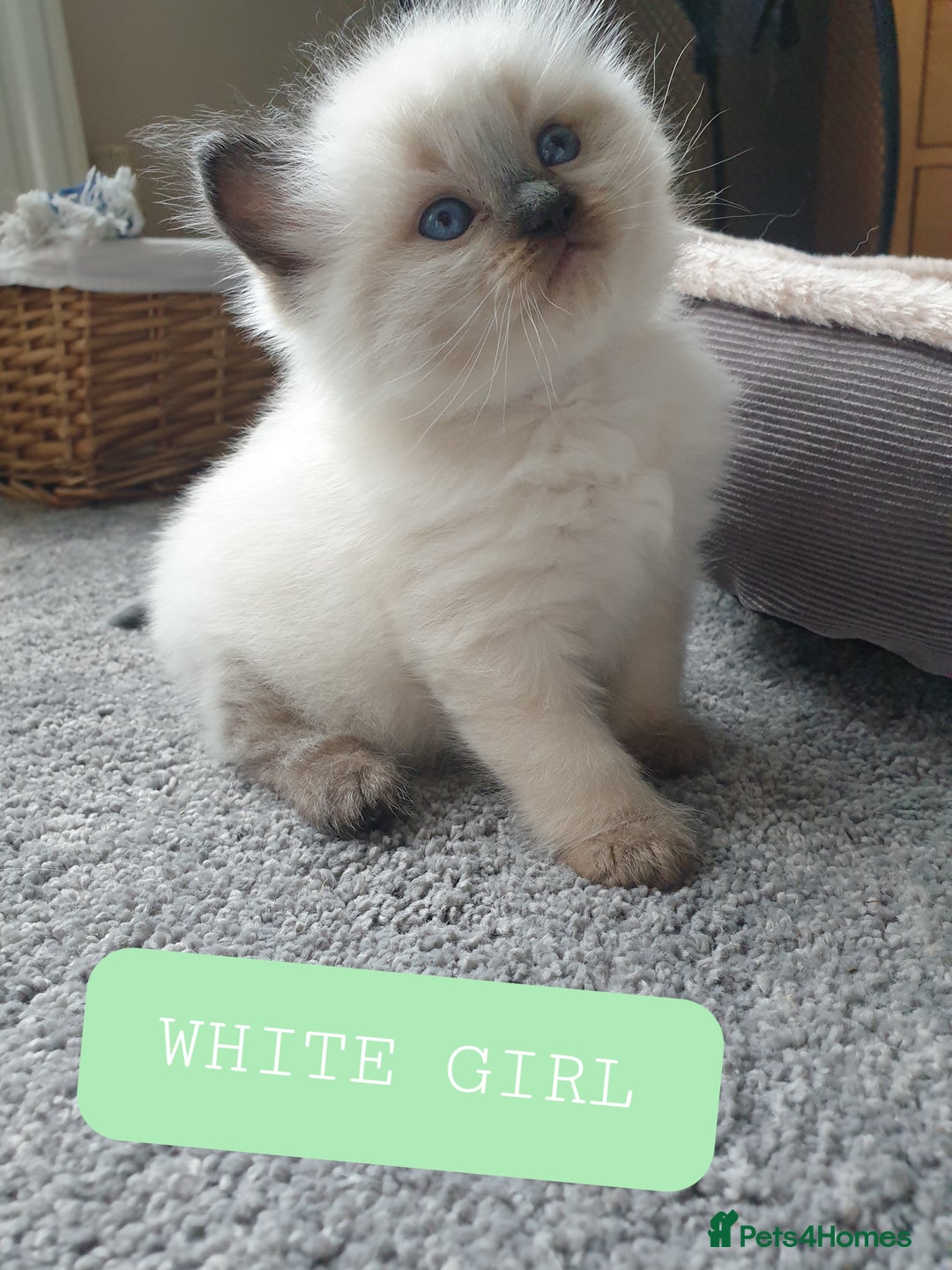 Ragdoll cats for sale: 5 fully seal point ragdoll kittens  - Image 2