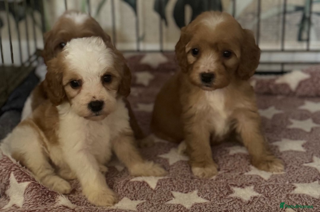 Cavapoo dogs for sale: Beautiful health tested cavapoos  - Image 8