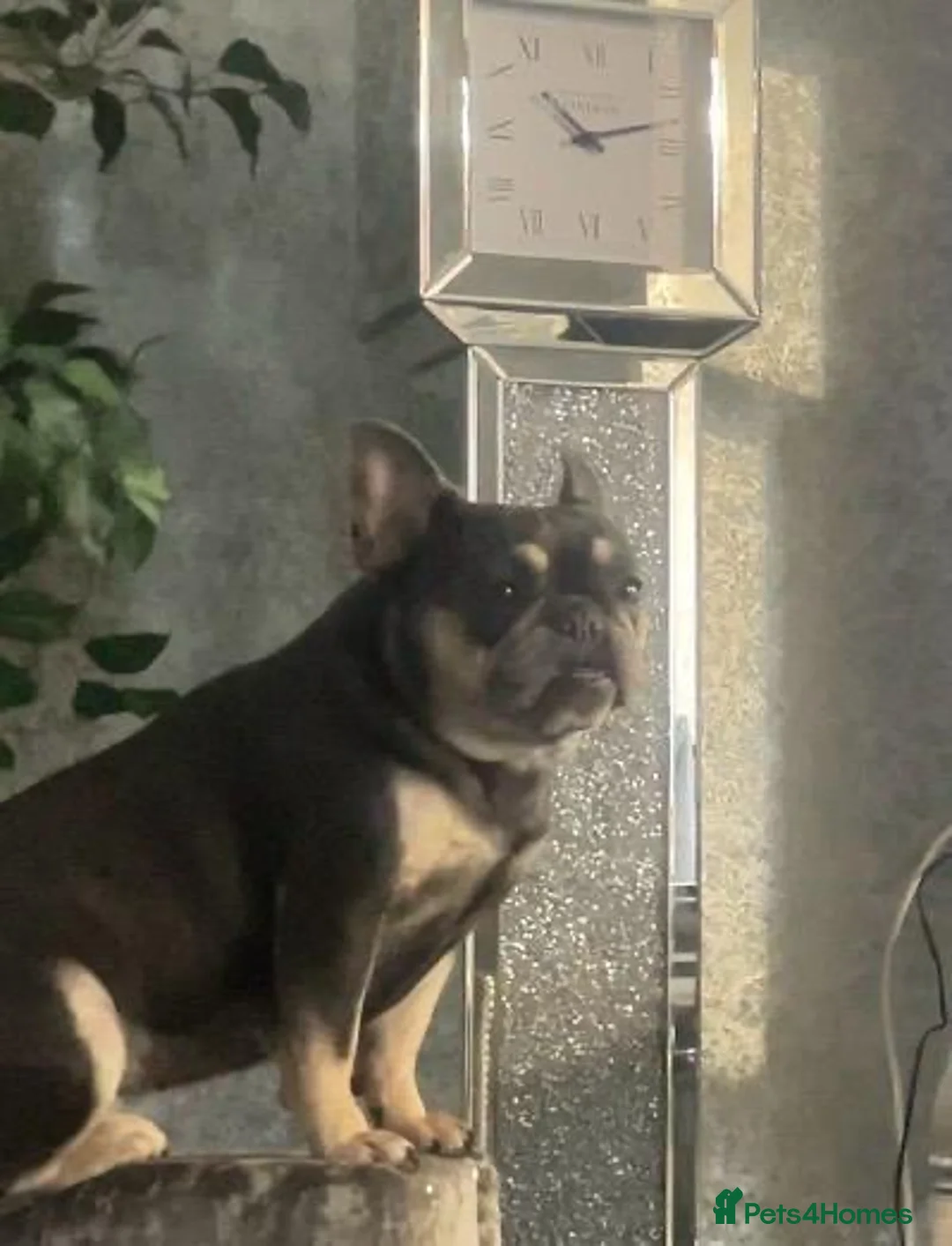 Mixed Breed dogs for sale: Bonded pair frenchie and English bulldog adorable - Advert 13