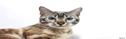 Bengal cats for sale: Unique Line Snow & Brown Bengals - Advert 18