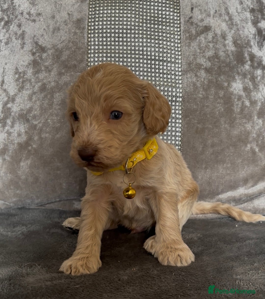 Cockapoo dogs for sale: stunning cockapoo puppies  - Image 17