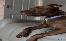 Mixed Breed dogs for sale: Nellie staffy puppy - Image 1