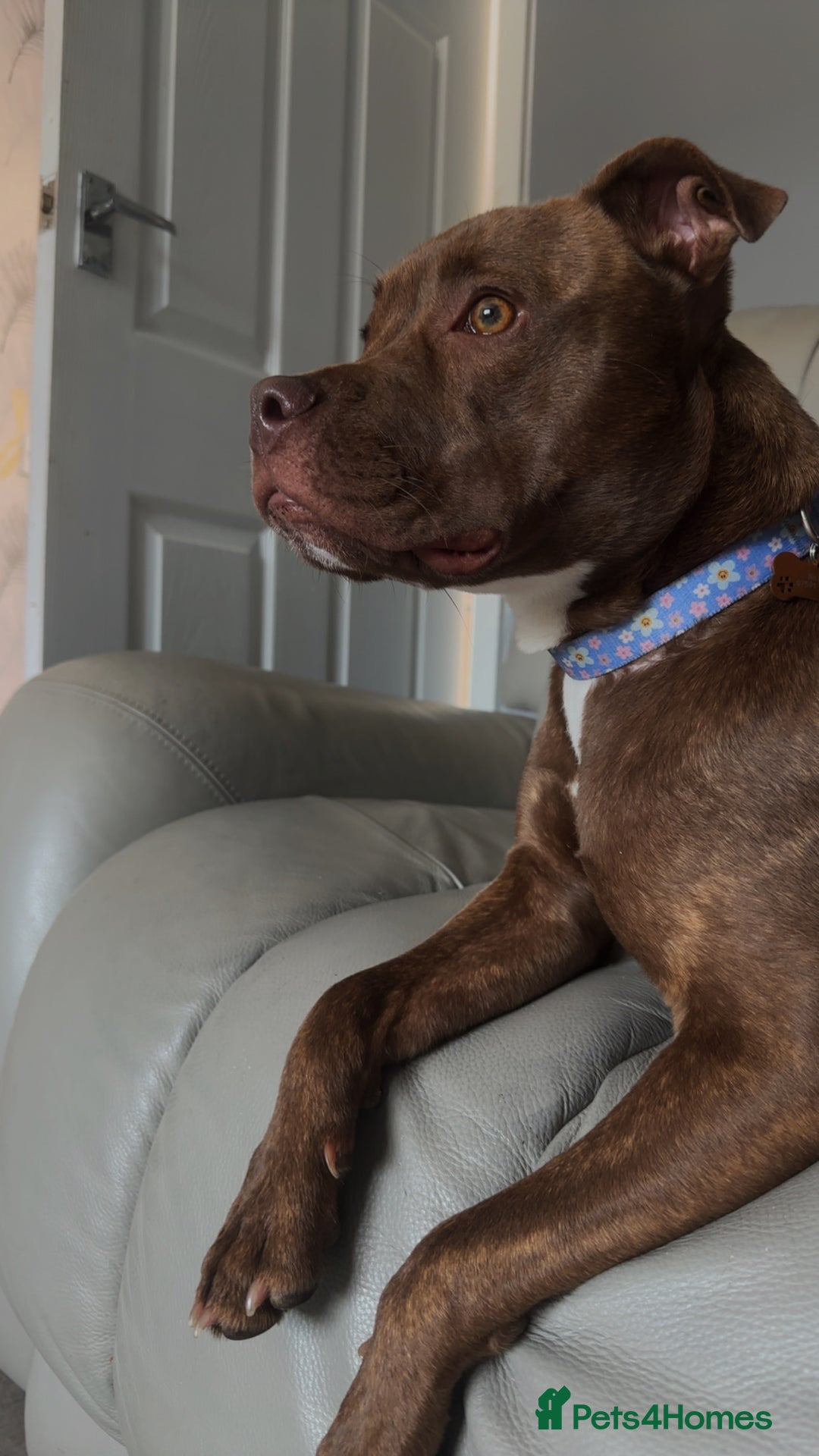 Mixed Breed dogs for sale: Nellie staffy puppy - Image 1