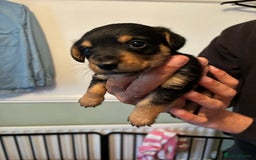 Mixed Breed dogs for sale: Jack Russel x Lucas Terrier Puppies - Image 24