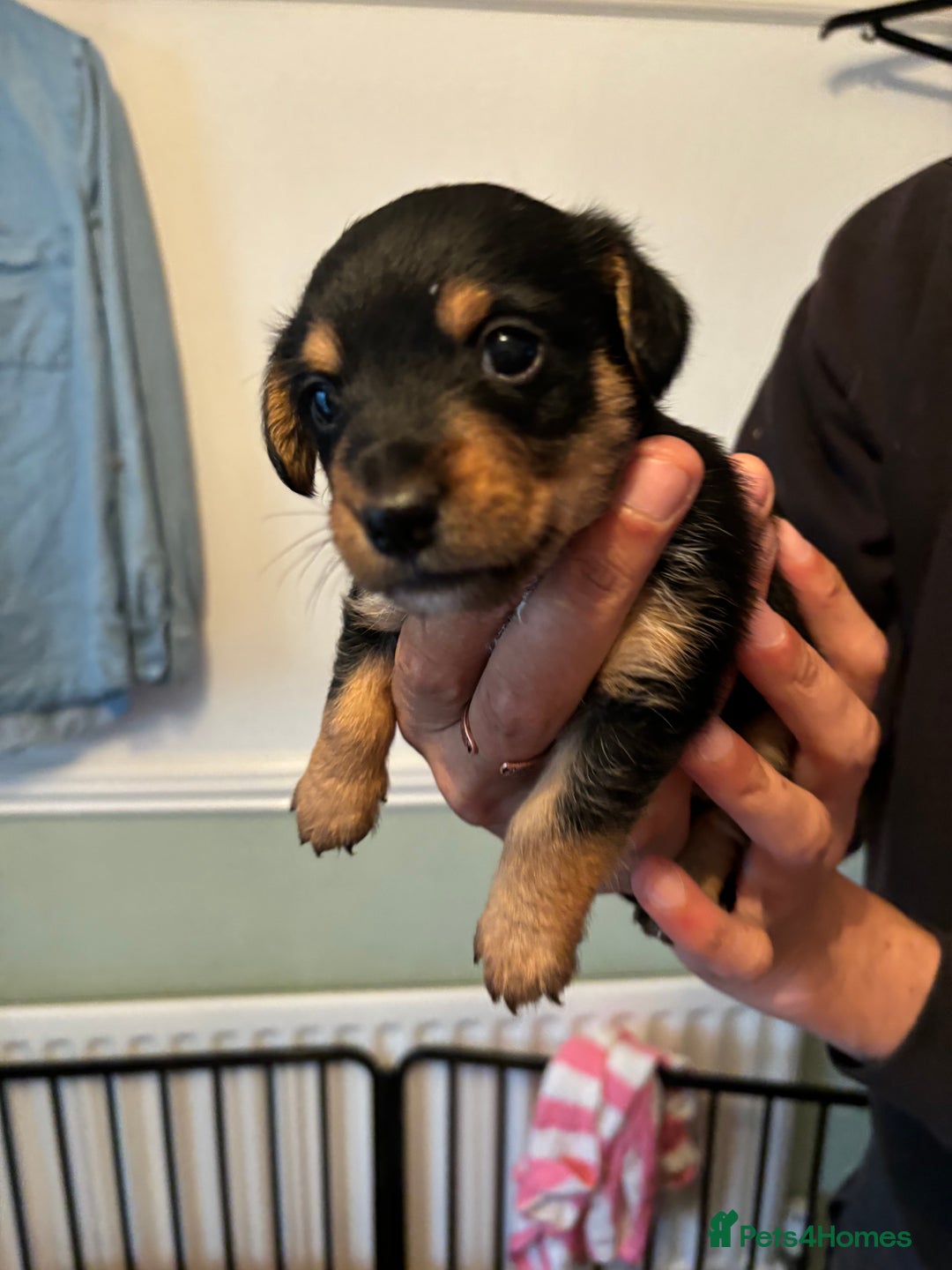 Mixed Breed dogs for sale: Jack Russel x Lucas Terrier Puppies - Image 24