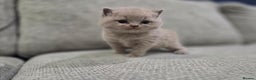British Shorthair cats for sale: Gorgeous Pure Breed British shorthair kittens  - Advert 9