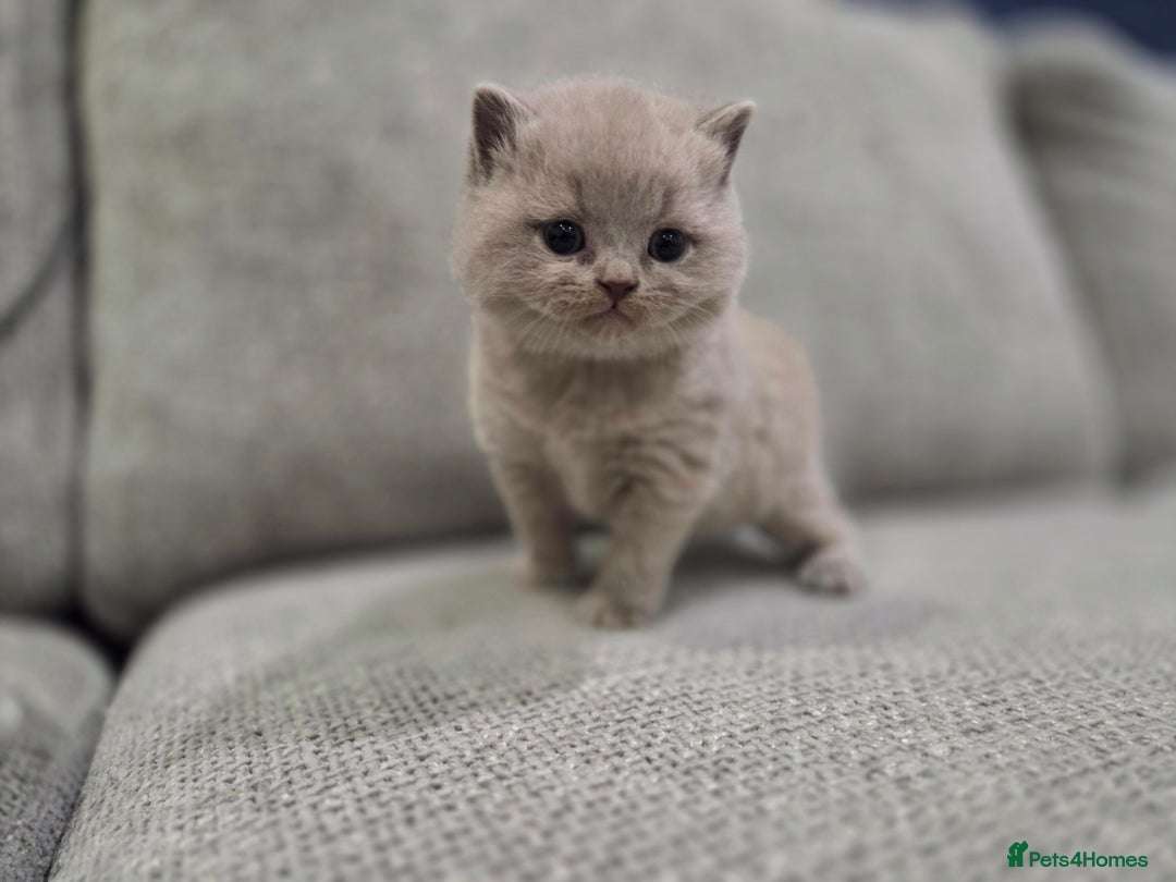 British Shorthair cats for sale: Gorgeous Pure Breed British shorthair kittens  - Advert 9