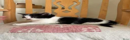 Mixed Breed cats for sale: 4 kittens for sale  - Advert 14