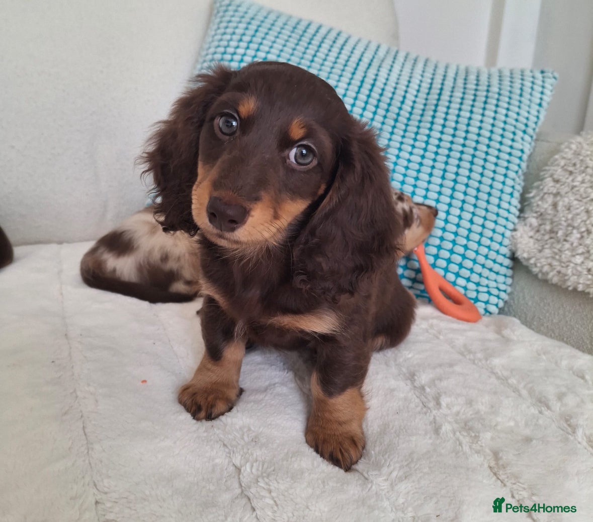 Dachshund dogs 2 mini dachshund PRICE DROPPED - Advert 1
