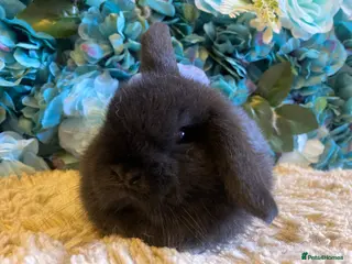 Mini Lop rabbits Mini lops - Advert 12