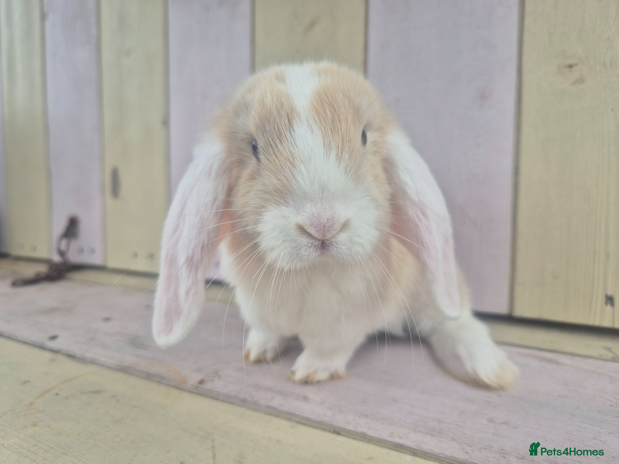 Mini Lop rabbits 🩷READY NOW- MINI LOP BABIES AVAILABLE 💙 - Advert 2