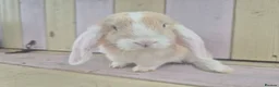 Mini Lop rabbits for sale: 🩷READY NOW- MINI LOP BABIES AVAILABLE 💙 - Advert 6