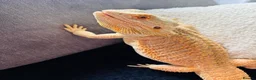 Bearded Dragon reptiles for sale: Male Bearded Dragon  - Advert 1
