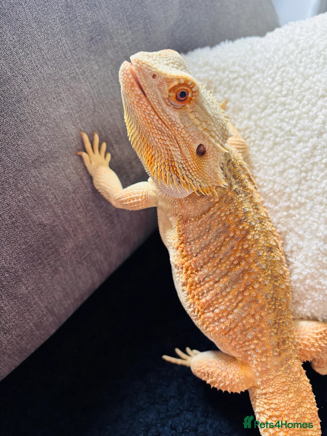 Bearded Dragon reptiles for sale: Male Bearded Dragon  - Advert 1