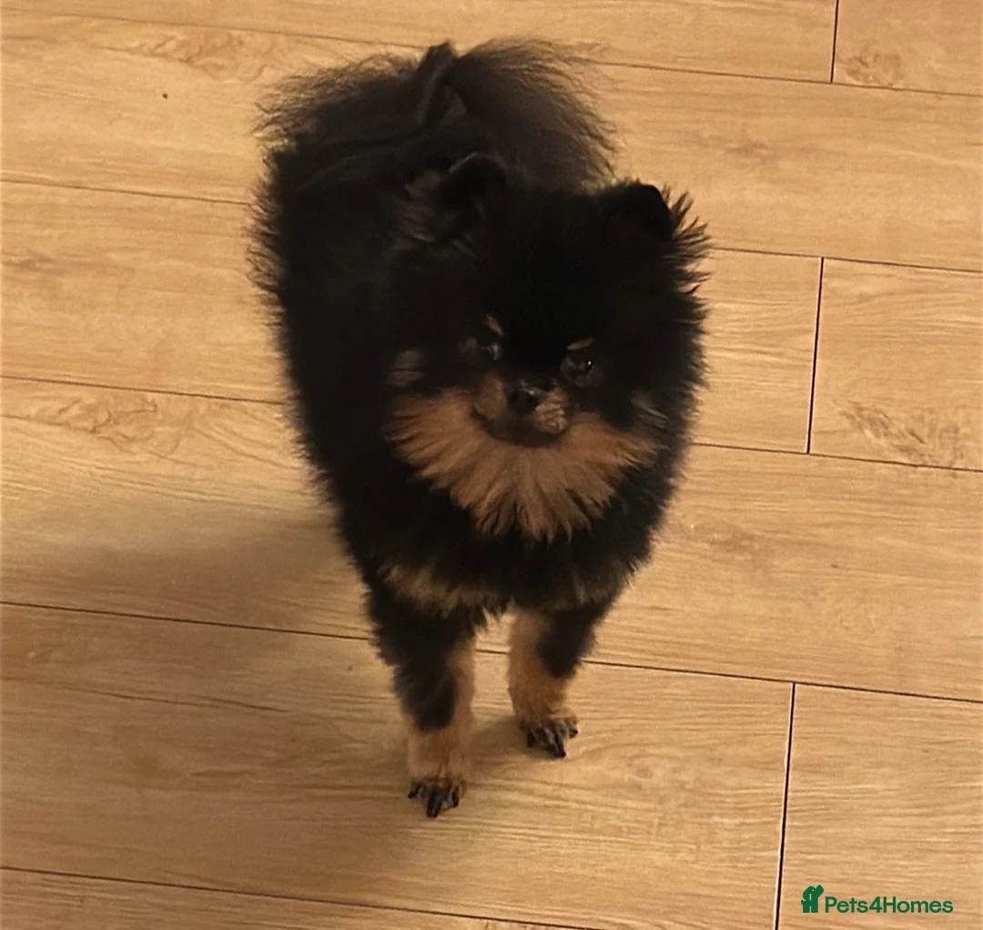 Pomeranian dogs for sale: Teeny tiny male Pomeranian - Advert 9
