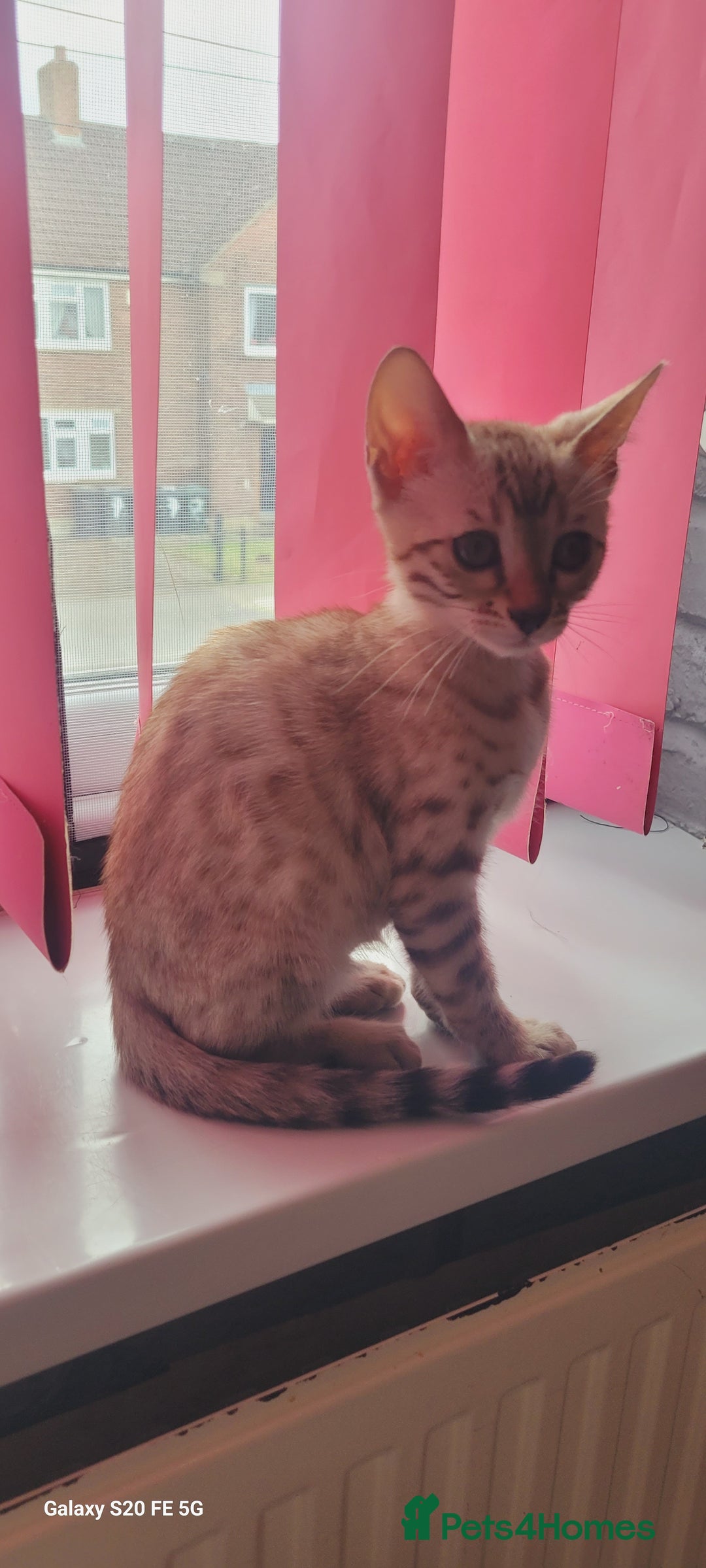 Bengal cats for sale: Bengal kittens (Tica registered) 2 boys left - Image 12