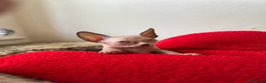 Phoebe