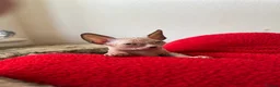 Sphynx cats for sale: Sphynx main characters - Advert 6