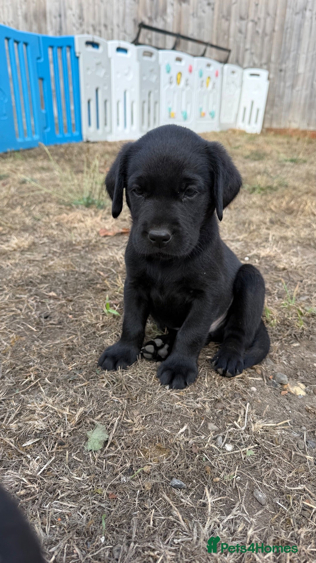 Labrador Retriever dogs Gorgeous KC Registered Labrador Puppies  - Advert 10