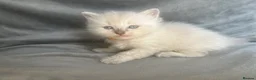Ragdoll cats for sale: Beautiful mink ragdoll kittens all male  - Advert 32