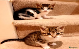 Mixed Breed cats for sale: Adorable trio of kittens  - Image 13