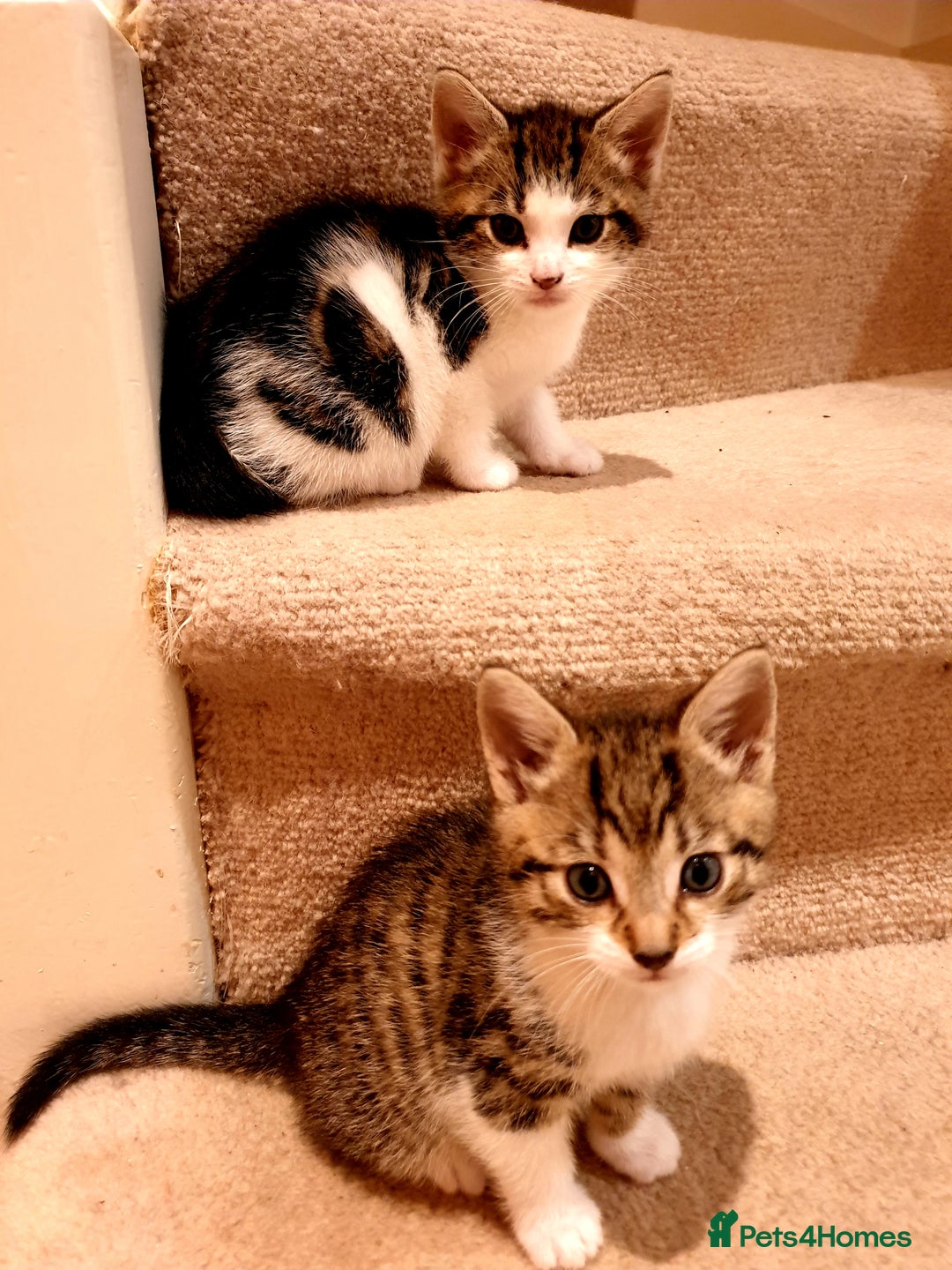 Mixed Breed cats for sale: Adorable trio of kittens  - Image 13