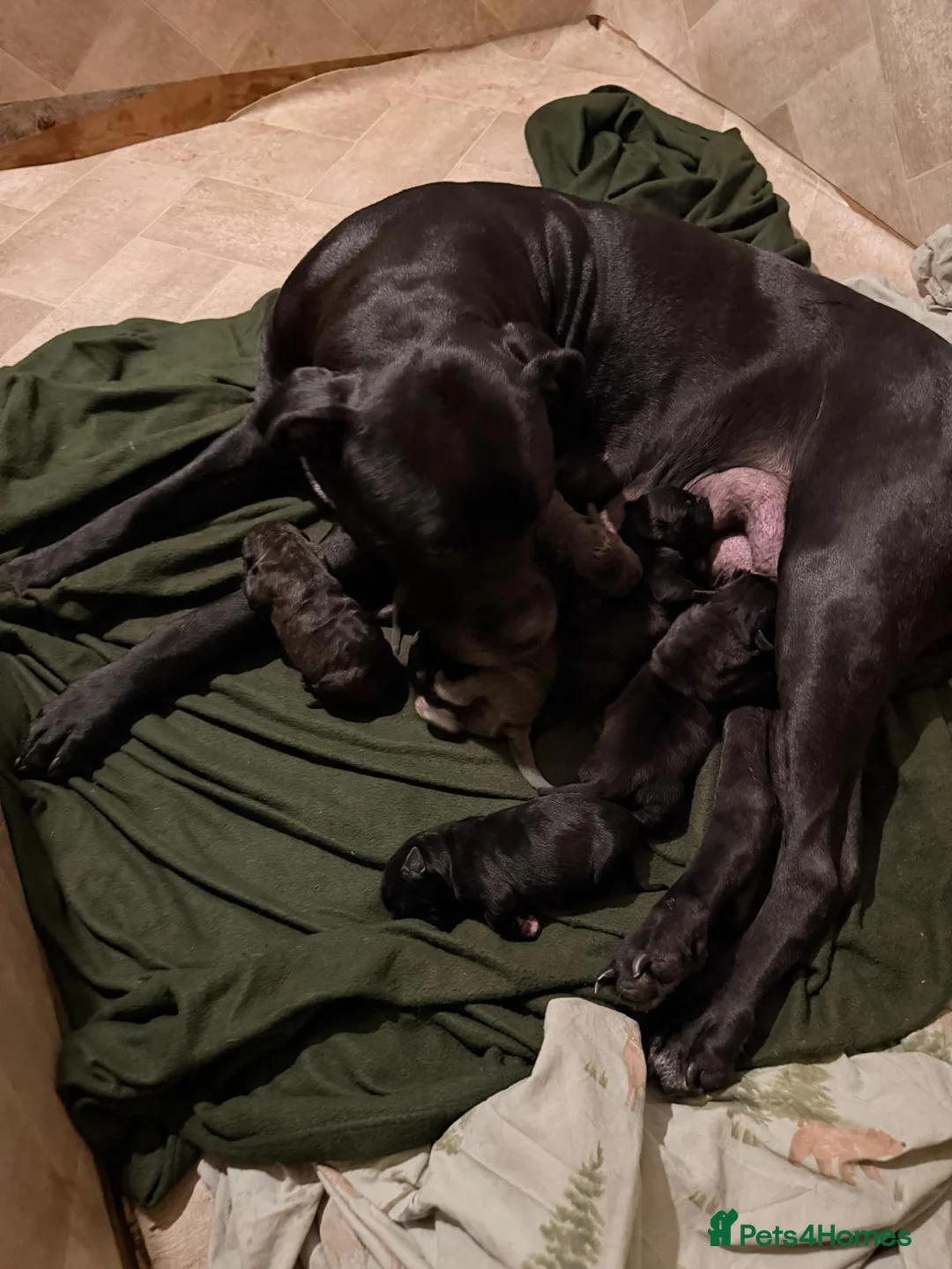 Mixed Breed dogs for sale: Cane Corso - Advert 35