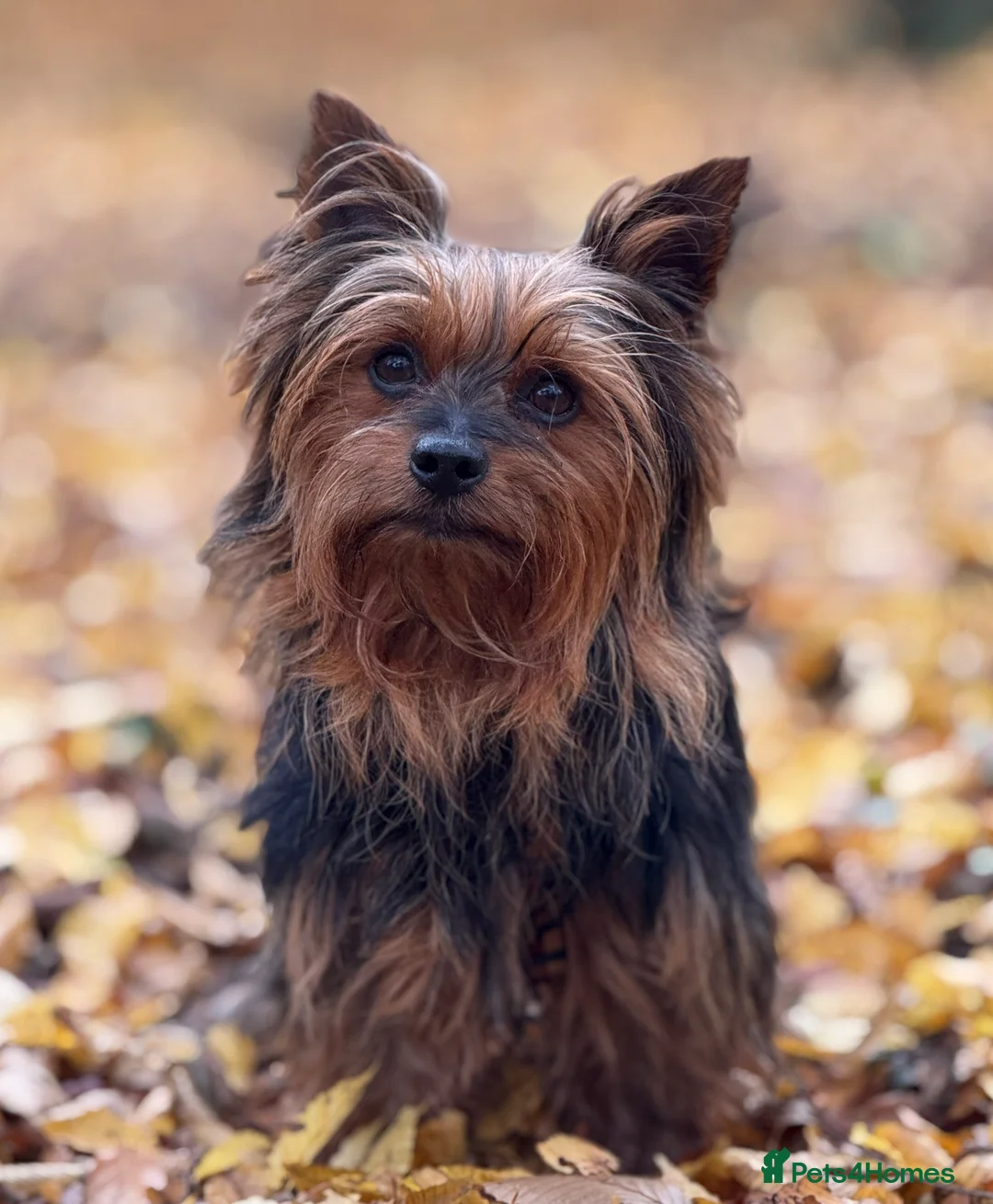 Yorkshire Terrier dogs for stud: Pedigree Yorkshire Terrier for Stud - Advert 2