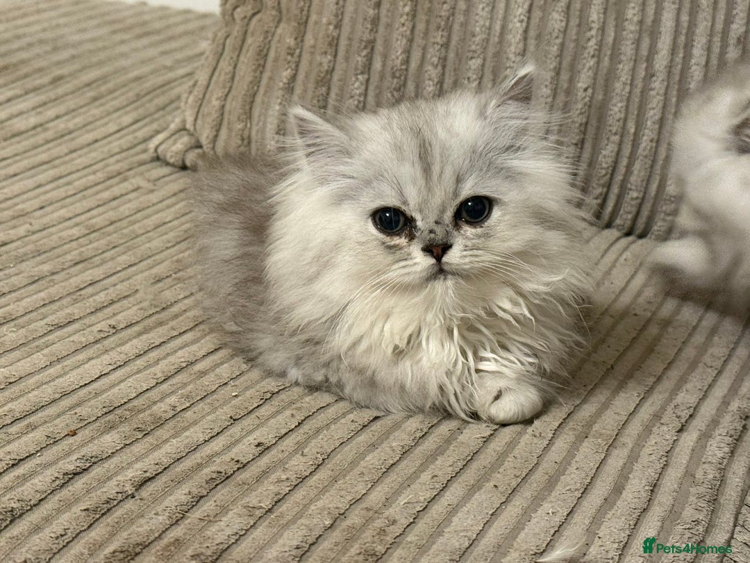 Persian cats for sale: Persian Babies ready to go - Advert 1