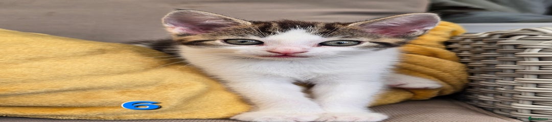 6 - Boy – striking tabby and white