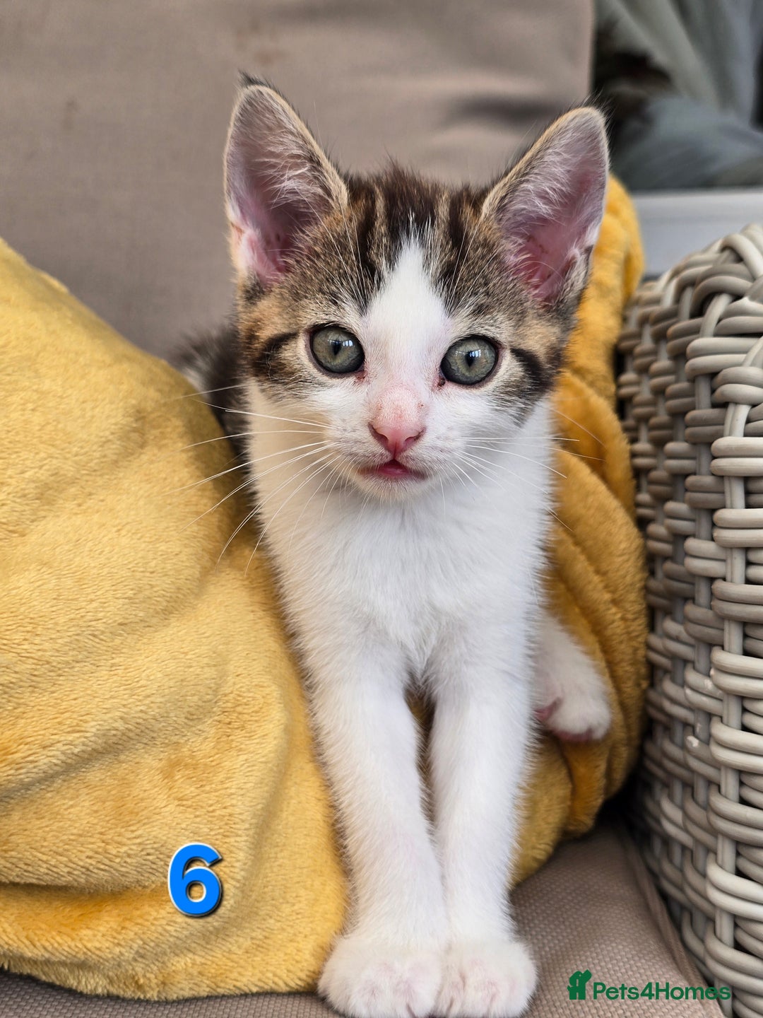 Mixed Breed cats for sale: 7 adorable kittens looking for loving homes - Image 14
