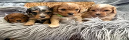 Cavapoo dogs for sale: EXCEPTIONAL EXTENSIVELY HEALTH TESTED BABIES - Advert 5