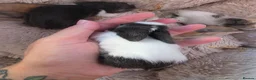Lionhead rabbits for sale: Double maned lionhead- new litter in the nest. - Advert 5
