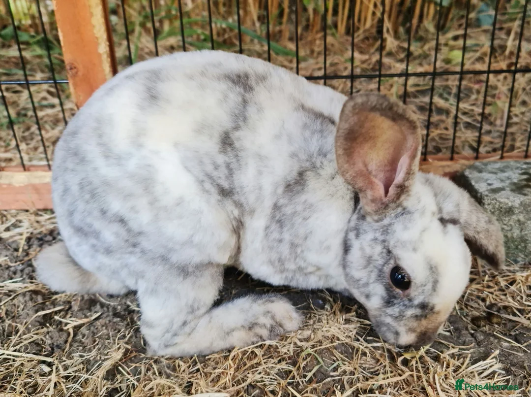 Mini Lop rabbits for sale: Baby girl bunnies ready now. Read full advert - Advert 2