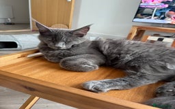 Maine Coon cats for sale: Maine coon - Image 6