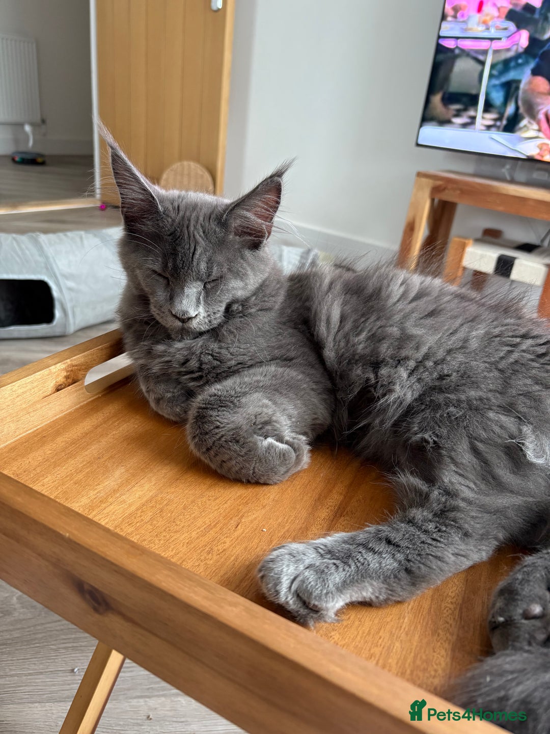Maine Coon cats for sale: Maine coon - Image 6