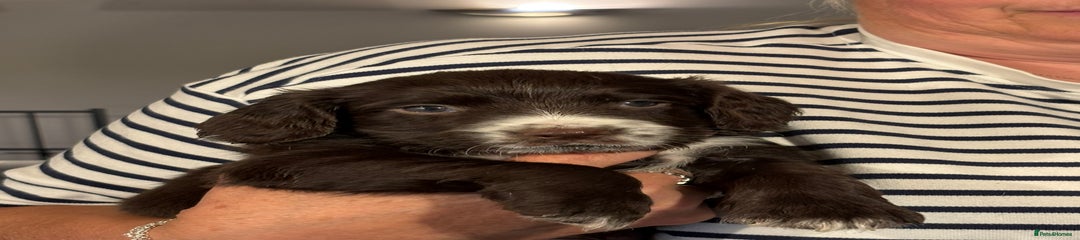 Sprocker Puppy 3