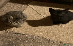 Mixed Breed cats for sale: Playful kittens for sale - Image 8