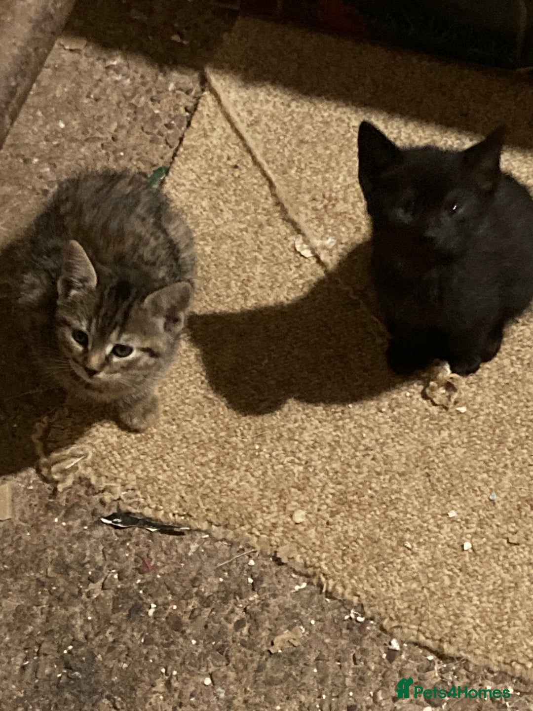 Mixed Breed cats for sale: Playful kittens for sale - Image 8