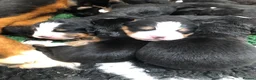 Bernese Mountain Dog dogs for sale: Stunning Bernese mountain puppies - Advert 11