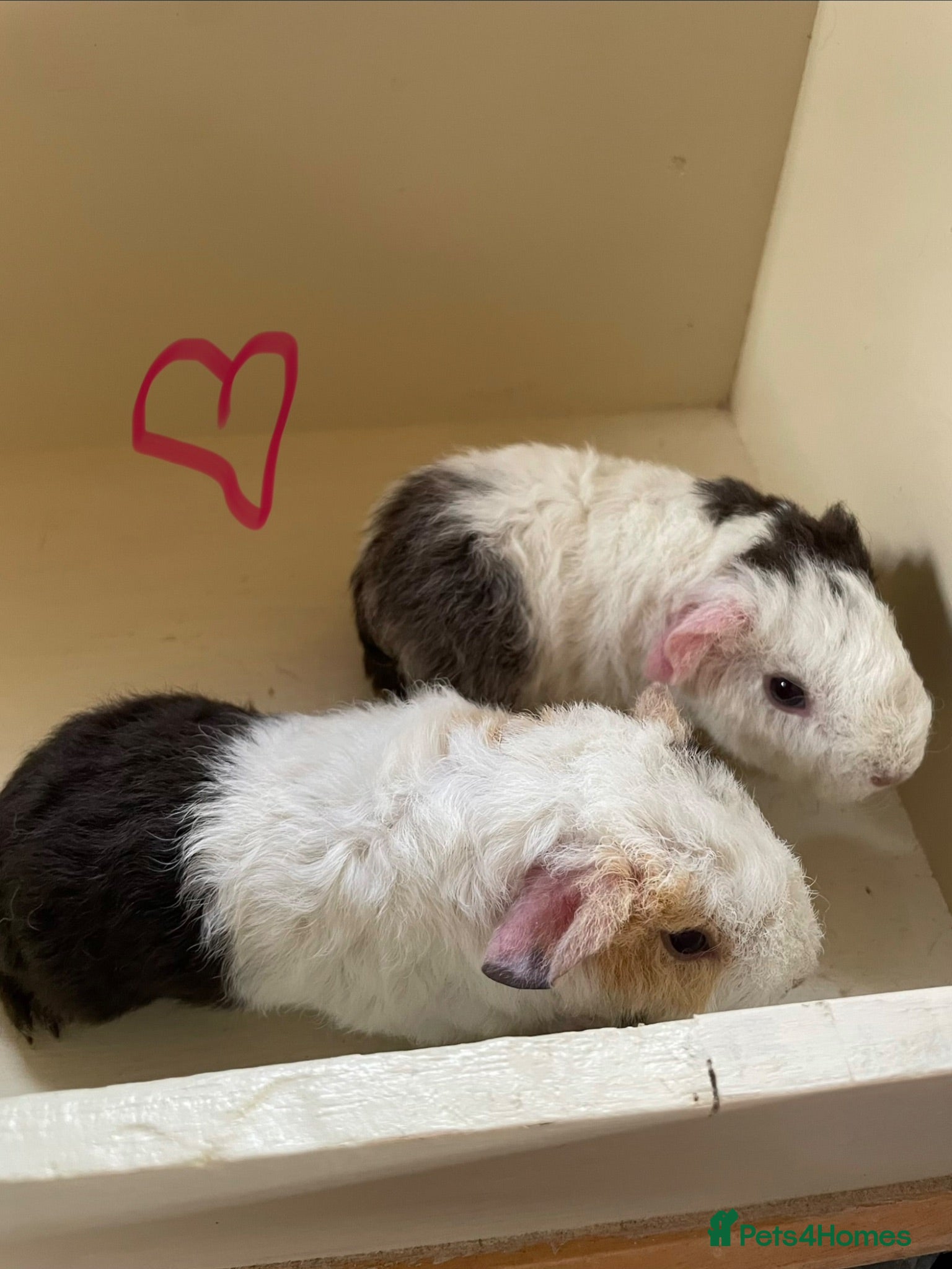 Guinea Pig rodents Baby Teddy Guinea pigs. Boys & girls  - Advert 12