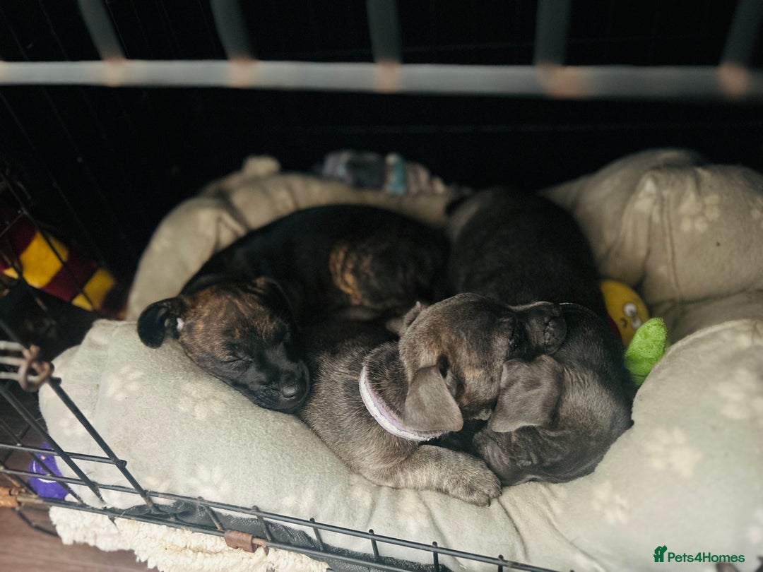 Jack Russell dogs for sale: Blue & Black Brindle Jack Russells - Image 1