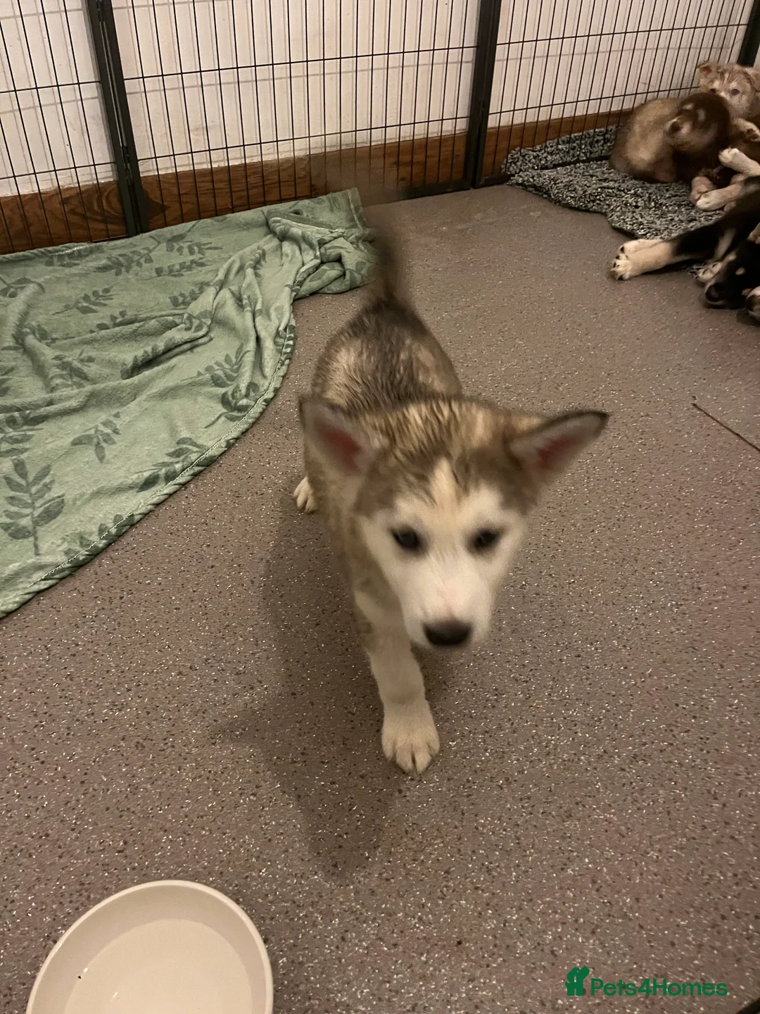 Northern Inuit dogs for sale: Northern Innuit puppies for sale  - Advert 27