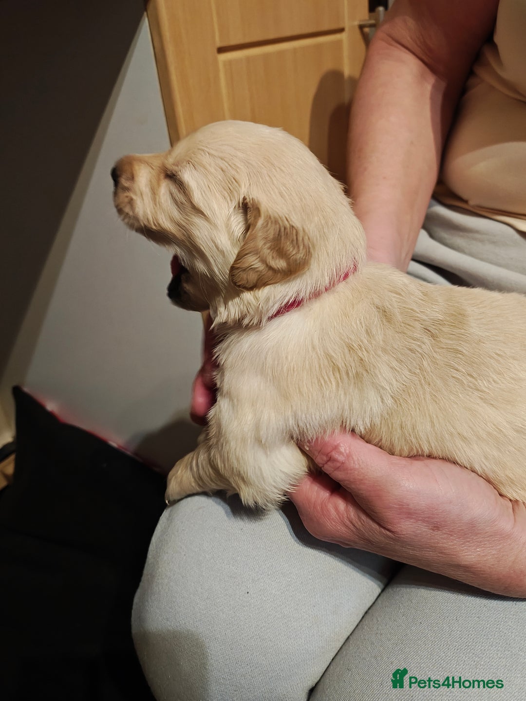 Golden Retriever dogs for sale: 10 Beautiful Golden Retriever puppies  - Advert 20